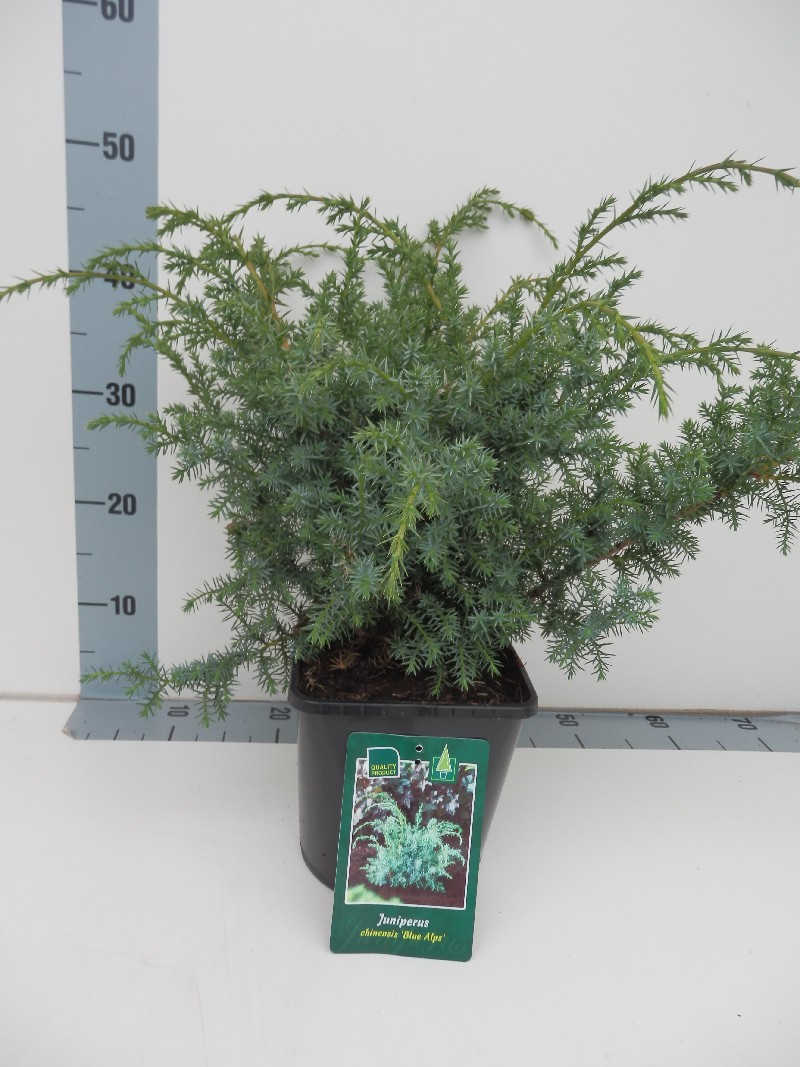 Можжевельник китайский Блю Альпс